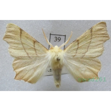 Ennomos quercinaria (Hufnagel, 1767) male Czech39